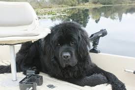 Maybe you would like to learn more about one of these? New Finland Large Dog Breeds Cute Animals Dogs