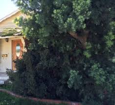 Find out what the best indoor palm trees are for your home! Need Advice For Tree Palm Too Close To The House
