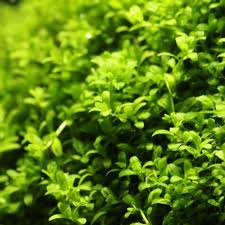 Image result for Nesaea pedroi