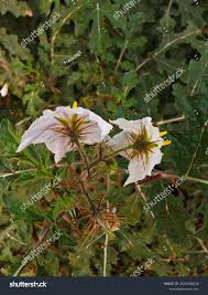 Image result for Solanum capsicoides