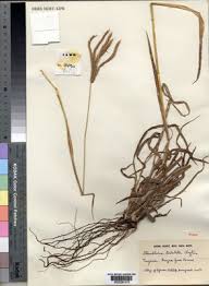 Image result for Stereochlaena cameronii