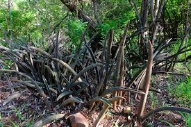 Image result for Sansevieria hallii