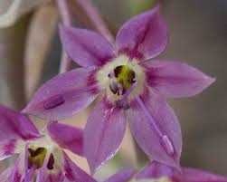 Image result for Alliaceae