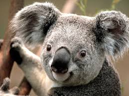 Koalas And Kangaroos Are Exclusive To Australia Description From Hollandamericablog Com I Searched For This On Bing Com Imag Cute Koala Bear Koala Koala Bear