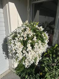 Image result for Monadenium spinulosum