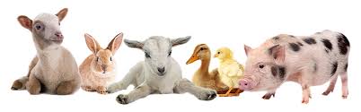 A petting zoo is a zoo which keeps domesticated farm animals such as horses, goats, and sheep, along with some tame wild animals, like deer or turtles. Charmingfare Farm Live Animals Shows Exhibits