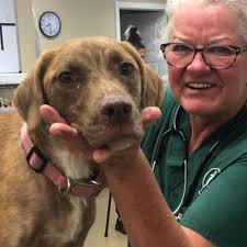 Saved Tennessee pup with both male and female organs up for adoption after  surgery