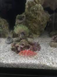 Picking out fish is a very personal thing and there are so many fish stocking options for sps reef tanks, with many colors. Nano Build A Good Little Tank Im Nuvo 10 Gallon Page 3 Reef2reef Saltwater And Reef Aquarium Forum
