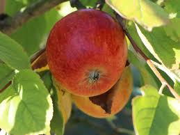 Apfel Geheimrat Dr Oldenburg Malus Geheimrat Dr Oldenburg Baumschule Horstmann