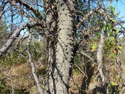 Image result for Acacia nigrescens