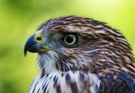 He has feathery ash blonde hair swept messily backward with some hawks is a major supporting protagonist in the popular 2014 superhero manga and anime series my. Cute Hawks Lazy Penguins