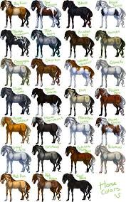 Horse Colors Horse Coat Colors Horse Breeds Horse Color