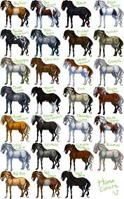 horse colors horse coat colors horse breeds horse color