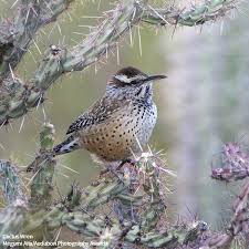 Backyard Birds Of Arizona Desert Cactus Wren Birds Backyard Birds Cactus Wren