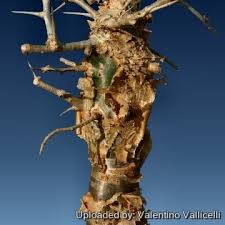 Image result for Commiphora