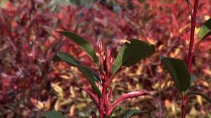 Glabra (native to china, japan, myanmar, thailand) and p. Photinia Red Robin Discover Its Wonderful Colors Gardening On