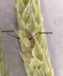 Image result for Lycopodiaceae