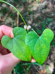 Image result for Polystachya virginea