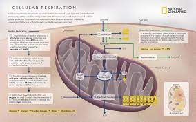 After completing this section, you should know: Cellular Respiration National Geographic Society