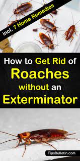 Here is an estimate of the costs associated with hiring a roach exterminator. 8 Super Simple Ways To Get Rid Of Roaches Without An Exterminator