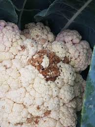 Image result for Botrytis cinerea