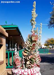 Kalanchoe thyrsiflora seems to be a much rarer plant with paler, smaller leaves that rarely color up. Paddle Plant Propagation How To Prune Take Cuttings