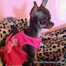 Meski lebih terkenal anjing dengan bulu tipis, namun ada juga chihuahua yang memiliki bulu tebal dan indah. Famous Chihuahua Hewan Lucu Anjing Chihuahua Anak Anjing Lucu