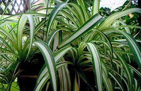 Many cats are actually attracted to this plant due to its hallucinogenic properties, which are said to be somewhat similar to. Spider Plant Care Easy Chlorophytum Comosum Tips
