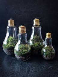 Light Bulb Terrariums Light Bulb Terrarium Light Bulb Plant Diy Light Bulb Crafts