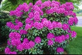 Rhododendron Anah Kruschke Light Purple Bloom With Dark Etsy In 2020 Season Plants Rhododendron Plants