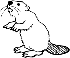 The free beaver coloring pages also available in pdf file. Beaver Printable Coloring Page In 2021 Free Coloring Pages Beaver Drawing Coloring Pages
