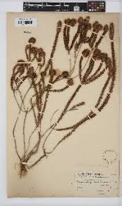 Image result for Gnidia inconspicua