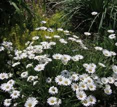 Image result for Osteospermum barberiae