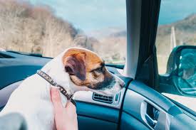 Maybe you would like to learn more about one of these? Great Dog Supplies Great Dog Supplies