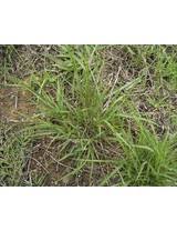 Image result for Sporobolus africanus