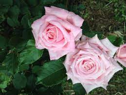 Plant arrived in a sturdy package (unlike the pathetic package from american meadows). I Love My Belinda S Dream Roses