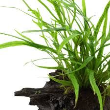 Image result for Microsorum