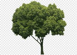 They will start producing fruit in about 3 or 4 years and you can place 2 or 3 varieties in one hole when you plant. Spanish Cherry Tree Embryophyta Evergreen Fruit Tree Shade Branch Grass Plane Trees Png Pngwing