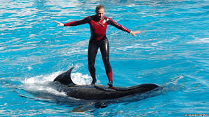 Bi kịch nữ huấn luyện viên chết trong hàm 'học trò' cá voi sát thủ |  baotintuc.vn