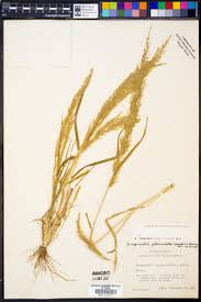 Image result for Eragrostis japonica