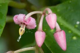 Image result for Myrsinaceae