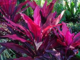 Look for 'cosmic white' (1.5m tall), 'cosmic pink' (0.8m) and 'snow maiden' (1.5m). Top 10 Low Maintenance Plants Kyora Landscapes Blog