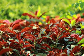 Image result for Excoecaria