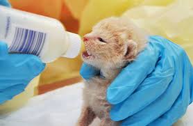 Just as with children, it's essential to take precautions to ensure this happens at. Cat Nutrition Tips Aspca