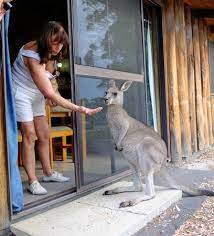 £99 per night (latest starting price for this hotel). Beach Next To Woodbine Eco Park Picture Of Woodbine Park Eco Cabins Merimbula Tripadvisor