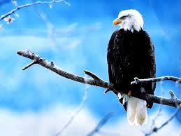Dit is een alfabetische lijst van vogelsoorten op nederlandse naam, die in deze encyclopedie zijn beschreven. Achtergrond Vogel Amerikaanse Zeearend Adelaar Download Beste Achtergronden