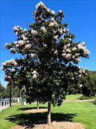 Image result for Calodendrum capense