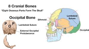 11.3 axial muscles of the head, neck, and back. Skull Anatomy Cranial Bone And Suture Labeled Diagram Names Mnemonic Ezmed