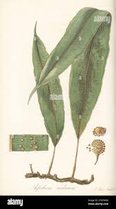 Image result for Oleandra