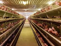 Menumpang di sekolah kebangsaan sedenak. Farm Sedenak Land Farms In Sedenak Mitula Homes